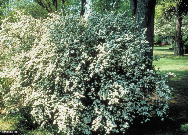 Vanhoutte Spirea