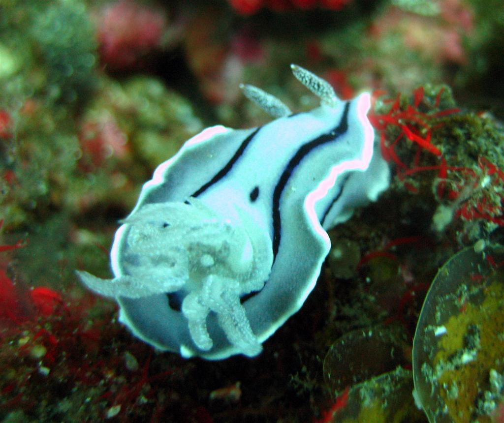 Willan'ın Chromodoris'i