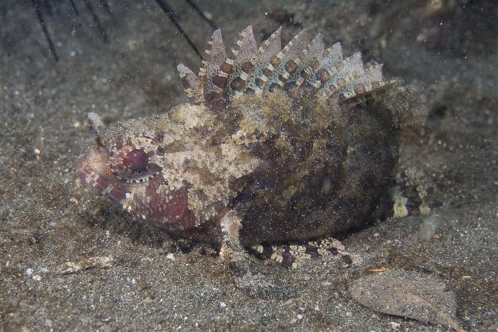 Yanlış Akrep Balığı