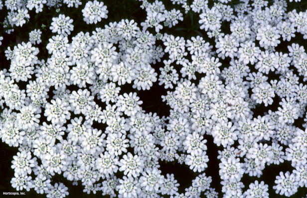 Yaprak dökmeyen şekerleme