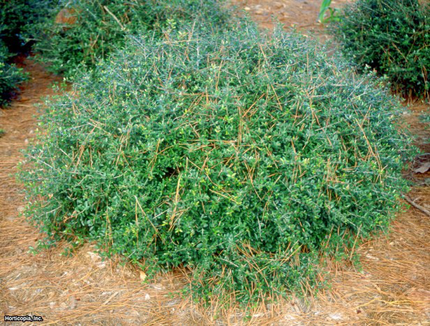Yaupon Holly