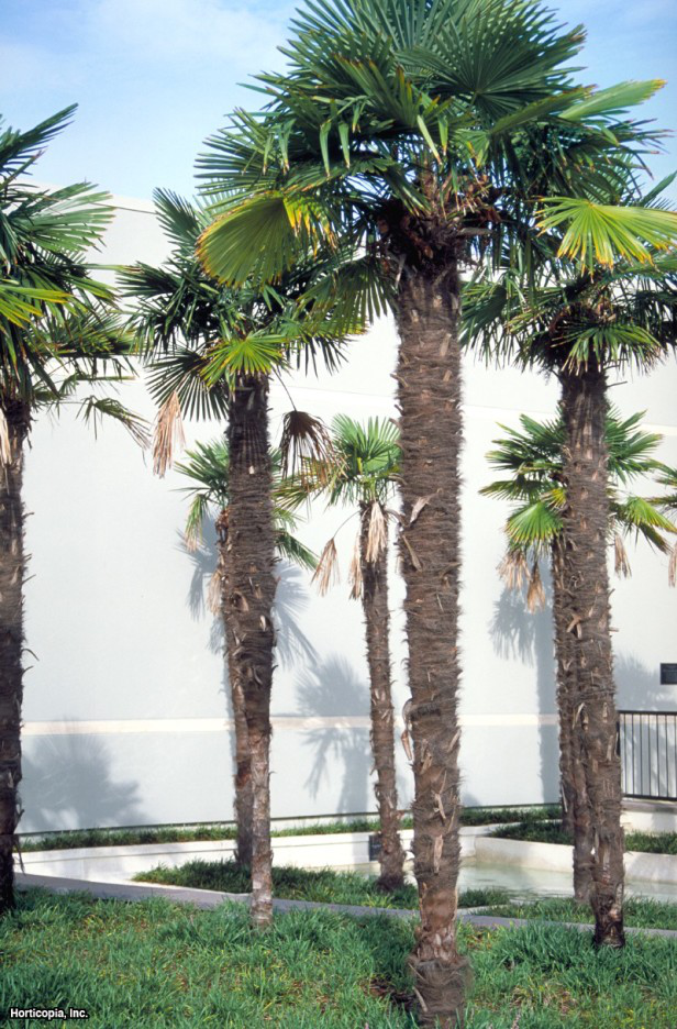 Yel Değirmeni Palmiyesi