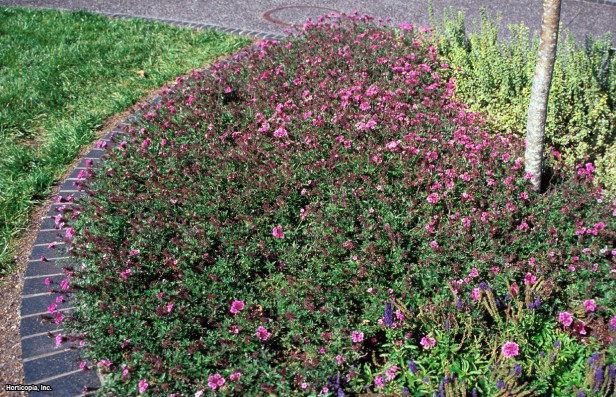 Yığın Mine Çiçeği