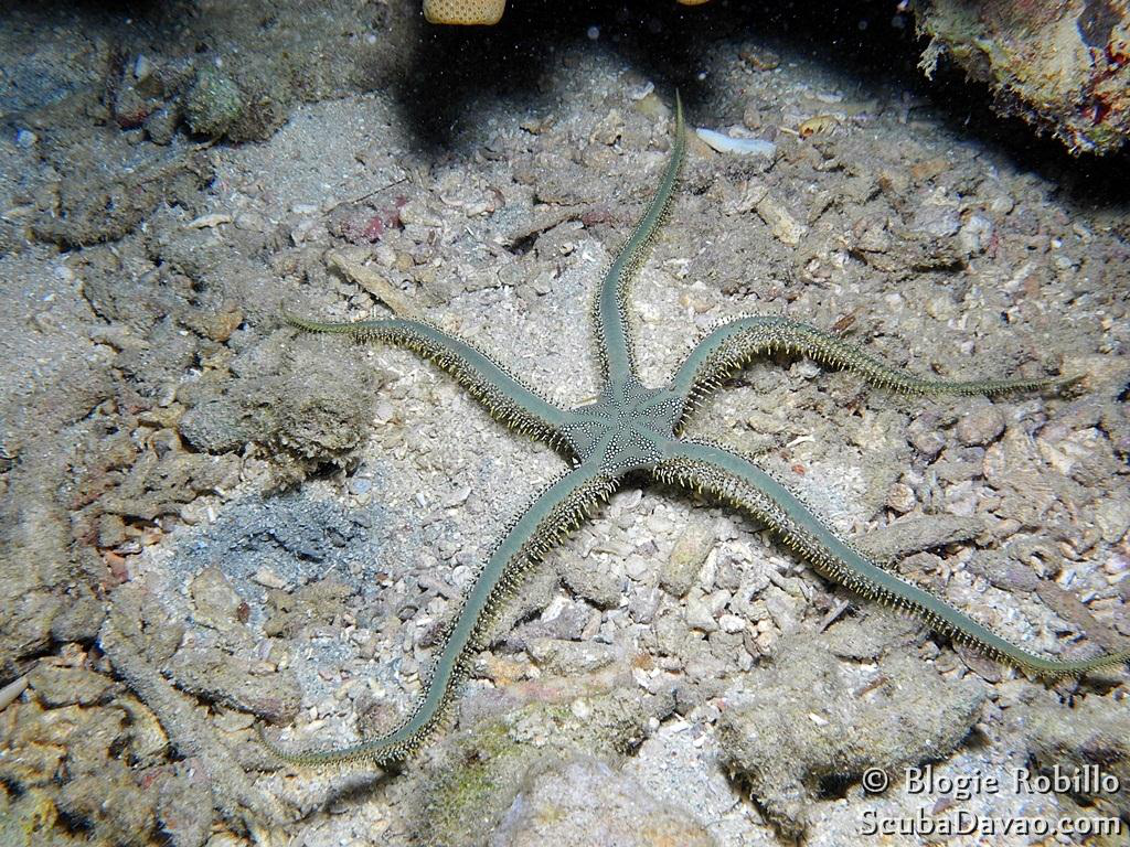 Yiğit Yeşil Gevrek Yıldız