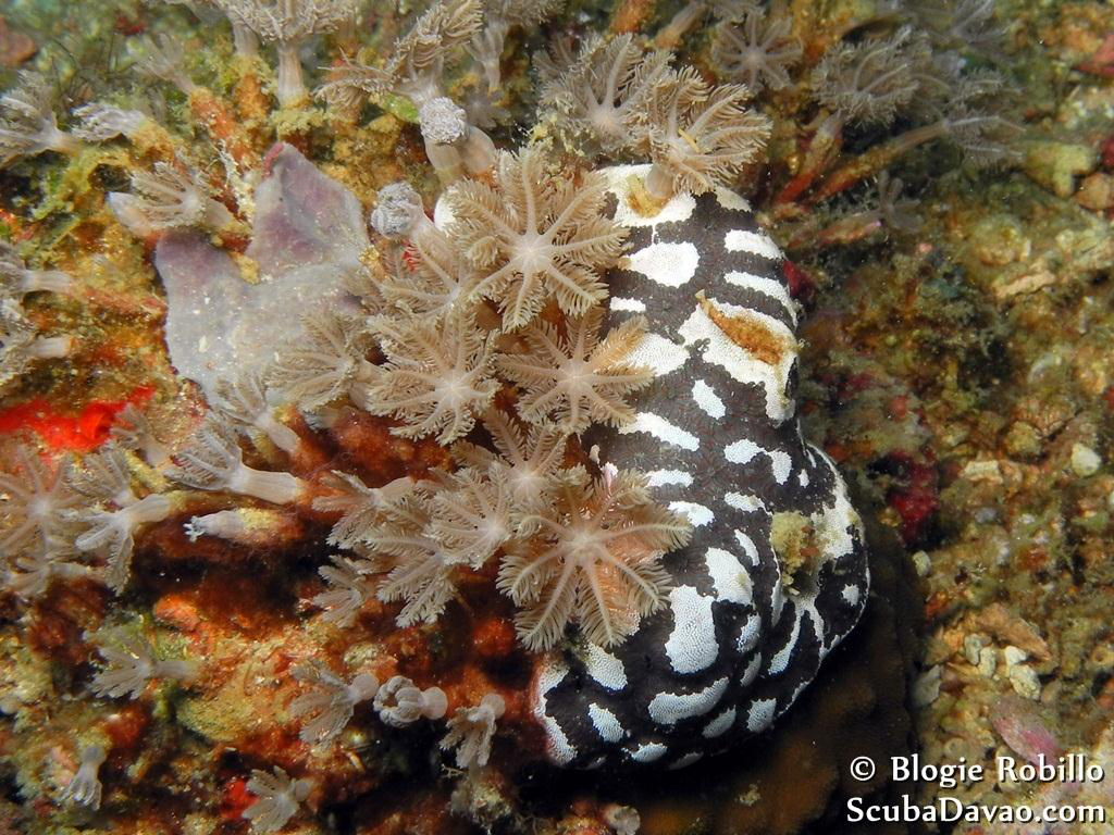 Yıldız Ascidian