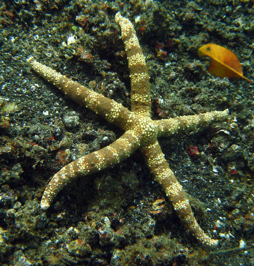 Yumru Deniz Yıldızı