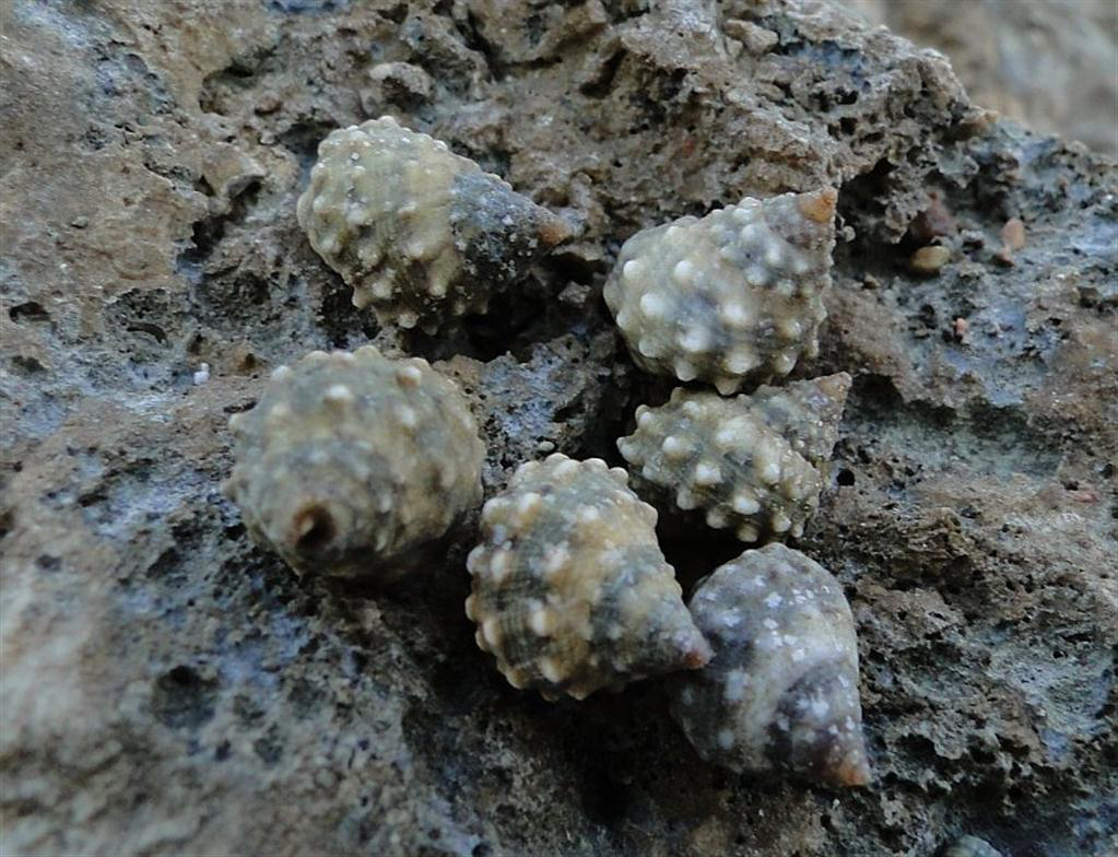 Yumrulu Salyangozu Kabuğu