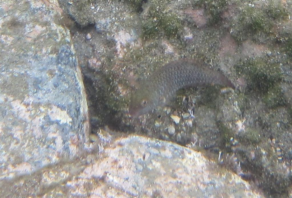 Yunan papağan balığı