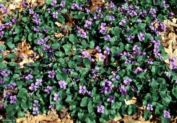 Yünlü Mavi Menekşe