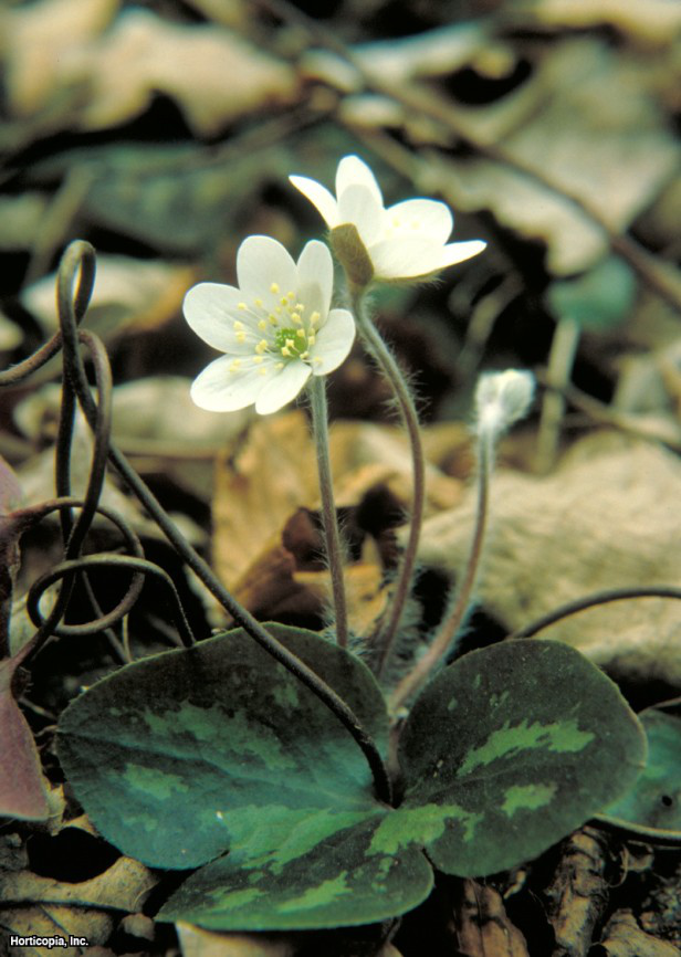 Yuvarlak Loblu Hepatika