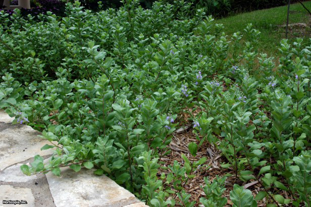 Yuvarlak Yaprak Vitex