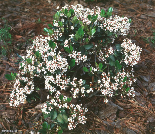 Yuvarlak Yapraklı Alıç