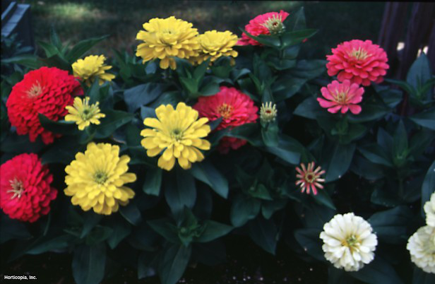 Zinniya