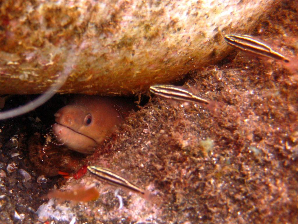 açık moray