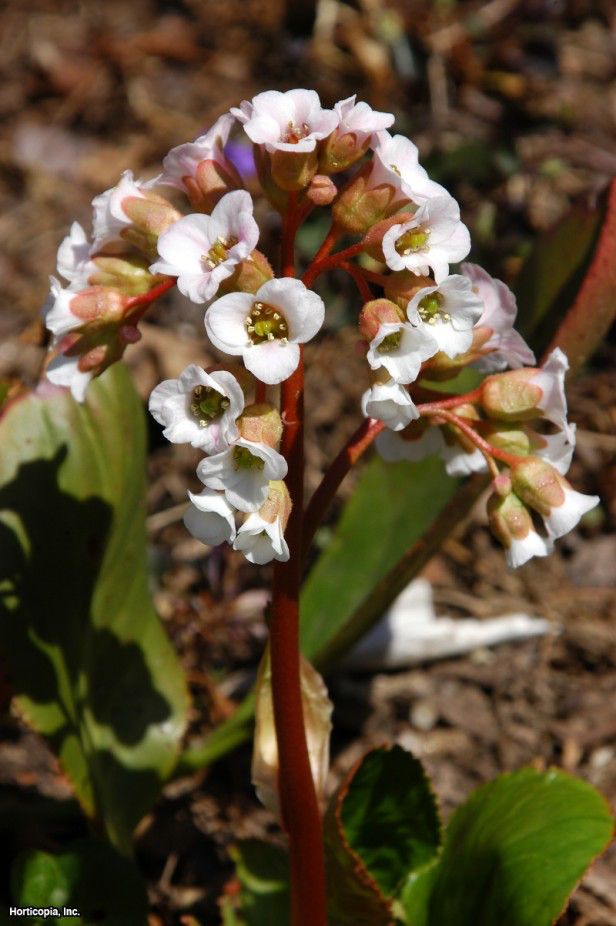 bergenya
