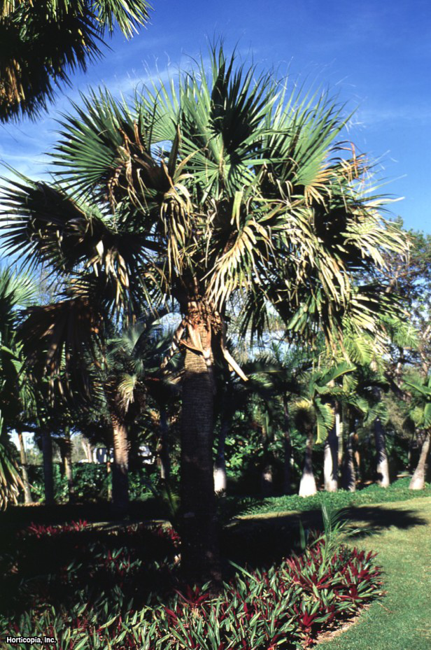 bermuda palmiyesi