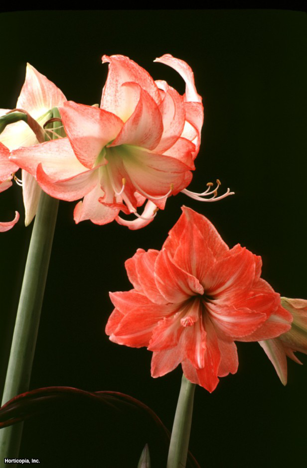 çift nergis zambağı