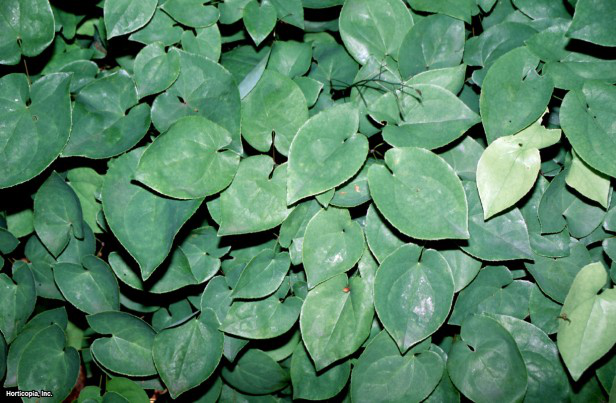 epimedium