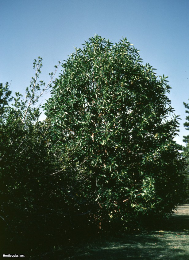 fare deliği ağacı
