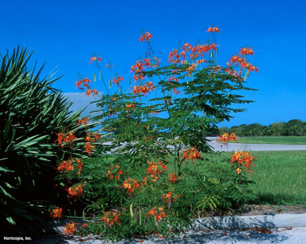kırmızı cennet kuşu