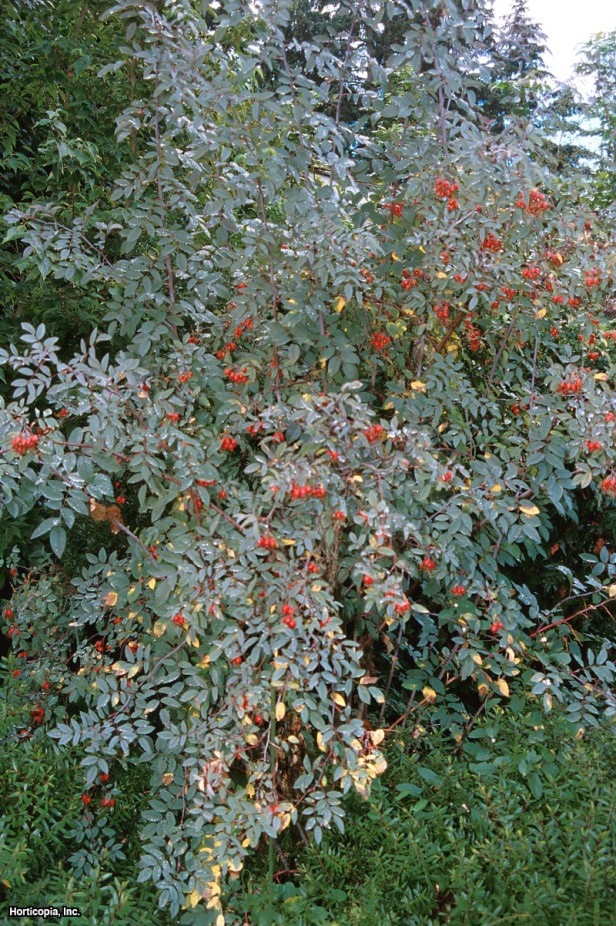 kırmızı yapraklı gül