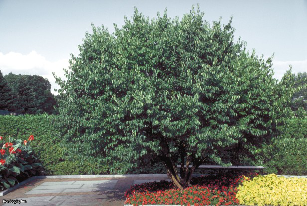 kızılcık kızılcık