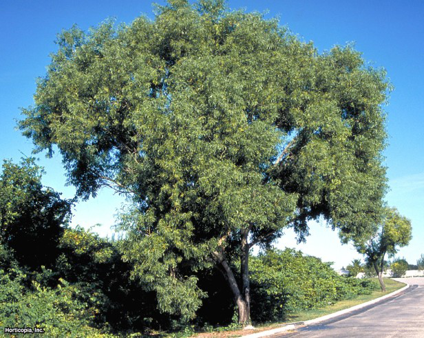 kulak yaprağı akasya