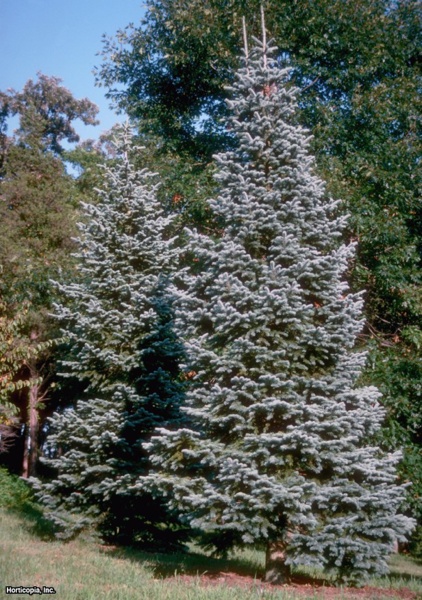 mantar kabuğu köknarı