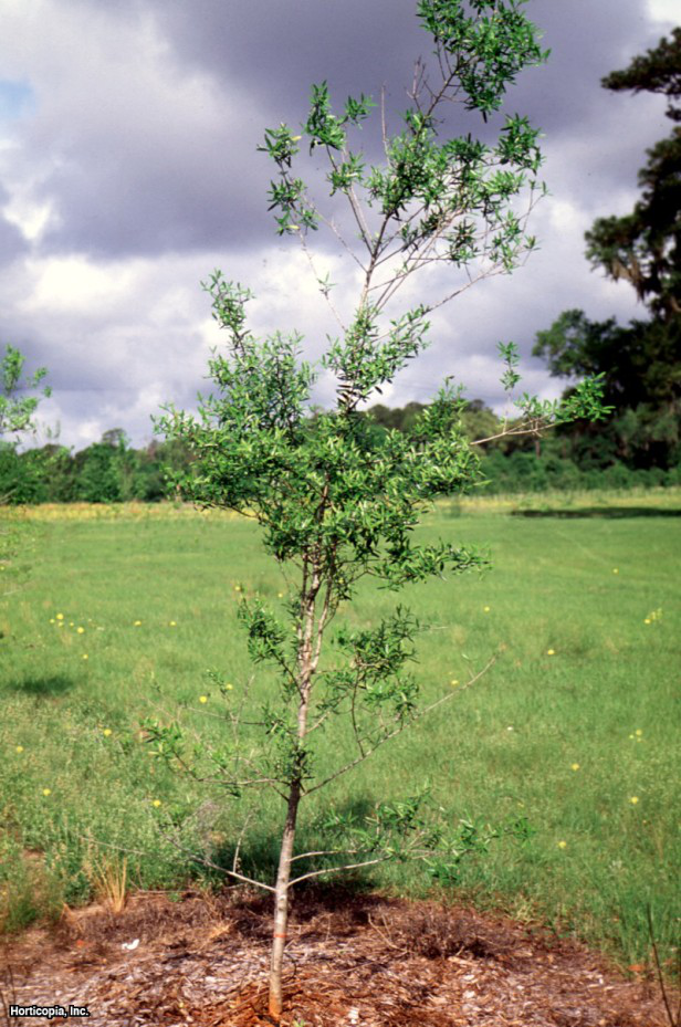 mersin çobanpüskülü