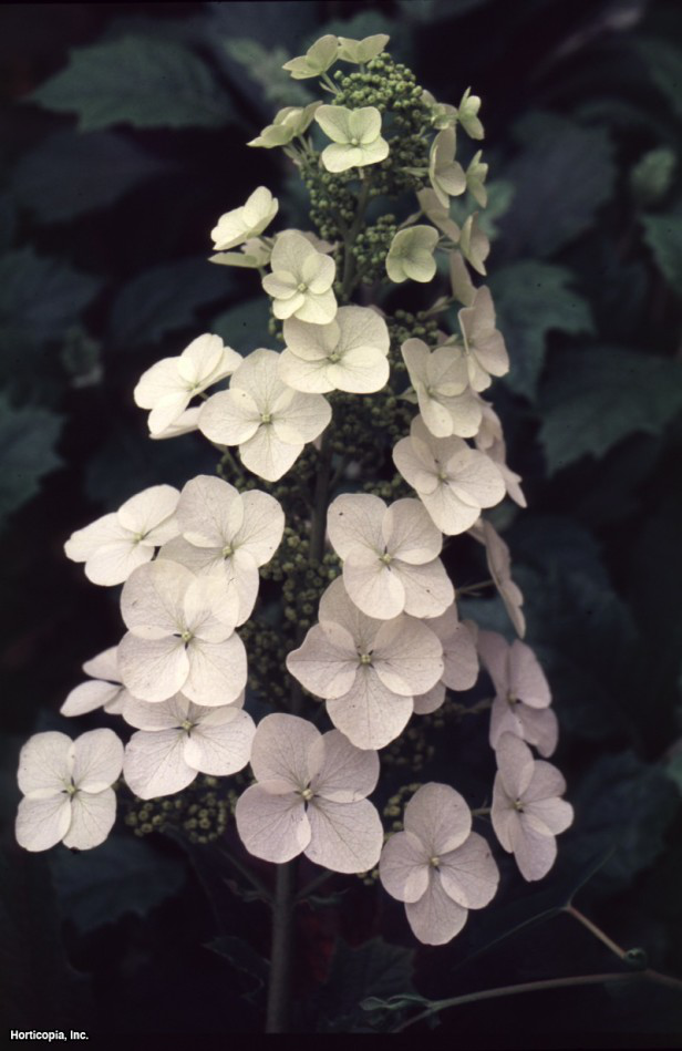 meşe yaprağı ortanca