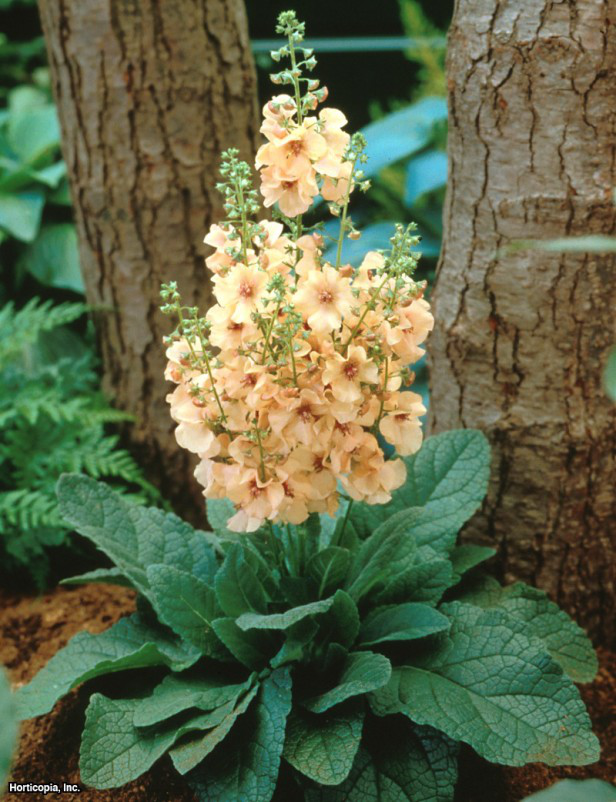 mor sığırkuyruğu