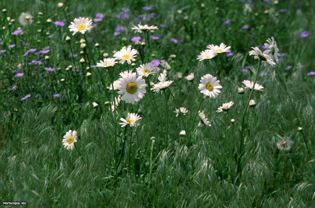 öküz gözü papatya