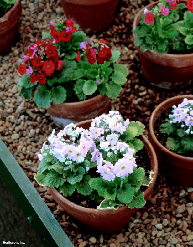 peri çuha çiçeği