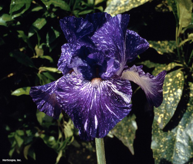 sakallı iris