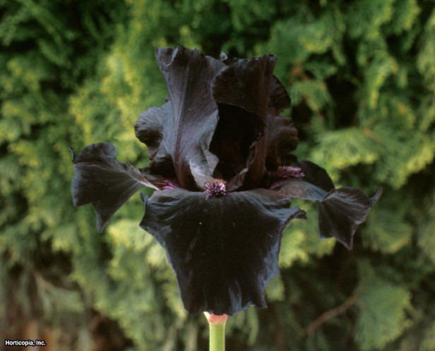 sakallı iris