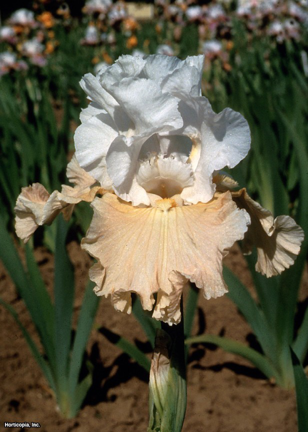 sakallı iris
