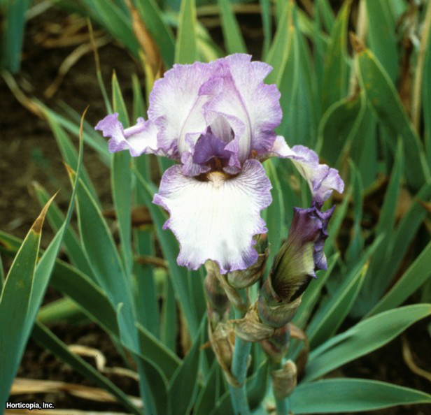 sakallı iris