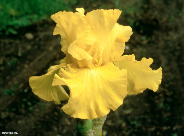sakallı iris