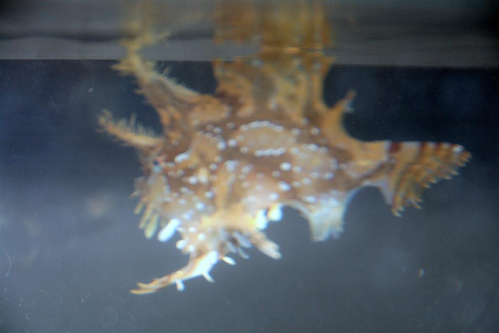sargassumfish