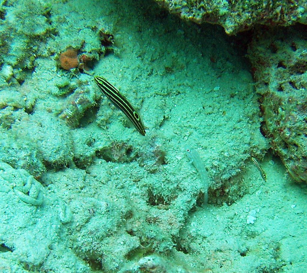 sarı çizgili kaya balığı