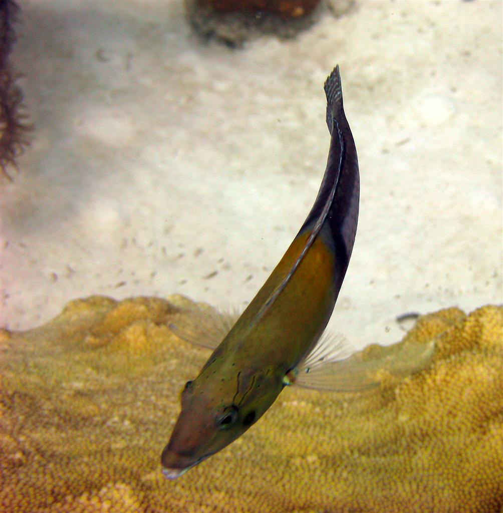 sarı kafalı wrasse