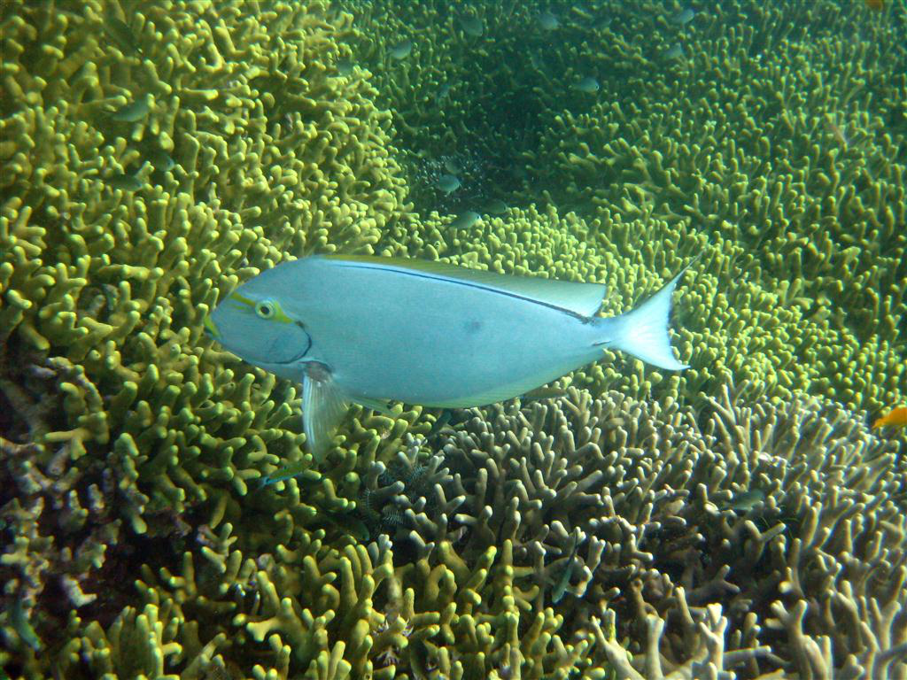 sarı maskeli cerrah balığı