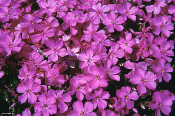 sürünen phlox