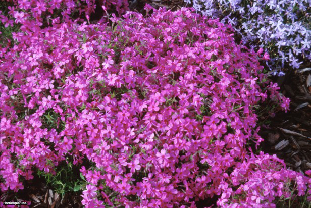 sürünen phlox