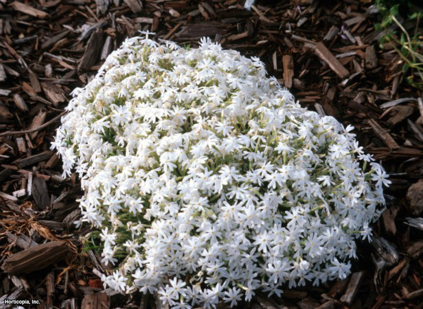 sürünen phlox