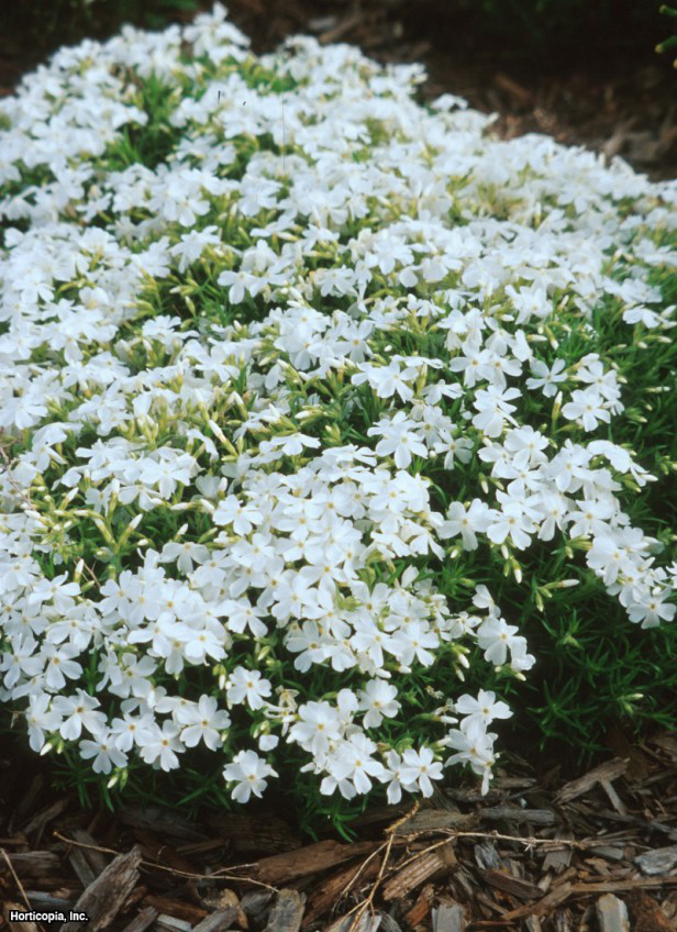 sürünen phlox