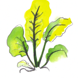 Vegan ve Vejetaryen Diyetler Hakkında Bilinmesi Gerekenler