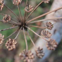 Doğal Güzellik İpuçları ve Önerileri